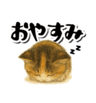 毎日送りやすい♪子猫の日常フレーズ（個別スタンプ：6）