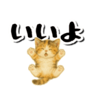 毎日送りやすい♪子猫の日常フレーズ（個別スタンプ：8）