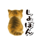 毎日送りやすい♪子猫の日常フレーズ（個別スタンプ：11）