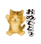 毎日送りやすい♪子猫の日常フレーズ（個別スタンプ：20）