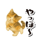 毎日送りやすい♪子猫の日常フレーズ（個別スタンプ：25）