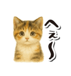 毎日送りやすい♪子猫の日常フレーズ（個別スタンプ：26）