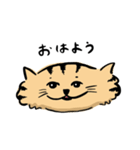 ひらたいねこ。（個別スタンプ：1）