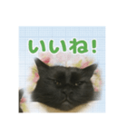 寝坊助にゃんちん（個別スタンプ：3）