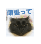 寝坊助にゃんちん（個別スタンプ：5）