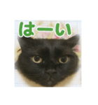 寝坊助にゃんちん（個別スタンプ：6）