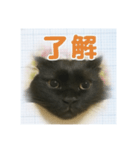 寝坊助にゃんちん（個別スタンプ：8）
