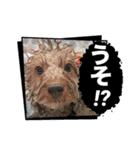 黒さきプリン（個別スタンプ：11）