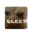 黒さきプリン（個別スタンプ：13）