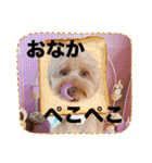 黒さきプリン（個別スタンプ：20）