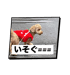 黒さきプリン（個別スタンプ：23）