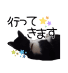 ハチワレ猫⑦（個別スタンプ：8）