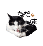 ハチワレ猫⑦（個別スタンプ：10）