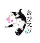 ハチワレ猫⑦（個別スタンプ：11）