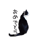 ハチワレ猫⑦（個別スタンプ：14）