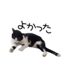ハチワレ猫⑦（個別スタンプ：16）