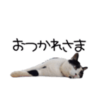 ハチワレ猫⑦（個別スタンプ：18）