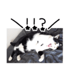 ハチワレ猫⑦（個別スタンプ：24）