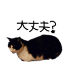 ハチワレ猫⑦（個別スタンプ：26）