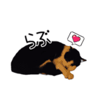 ハチワレ猫⑦（個別スタンプ：33）