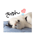 ハチワレ猫⑦（個別スタンプ：34）