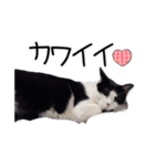 ハチワレ猫⑦（個別スタンプ：35）