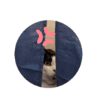 ハチワレ猫⑦（個別スタンプ：40）