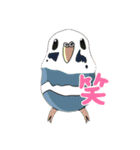 インコちゃんの色んな種類のスタンプ24個（個別スタンプ：11）