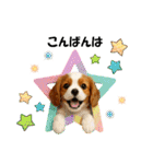 かわいいキャバリアの犬スタンプ（個別スタンプ：3）