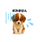 かわいいキャバリアの犬スタンプ（個別スタンプ：10）