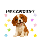 かわいいキャバリアの犬スタンプ（個別スタンプ：20）