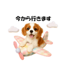 かわいいキャバリアの犬スタンプ（個別スタンプ：22）