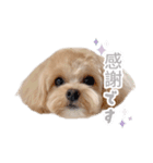 マルプージェマのよく使う言葉編（個別スタンプ：11）