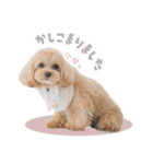 マルプージェマのよく使う言葉編（個別スタンプ：13）