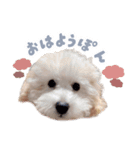 ぽんすけの毎日スタンプ（個別スタンプ：1）
