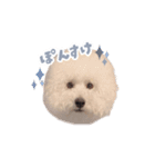 ぽんすけの毎日スタンプ（個別スタンプ：2）