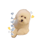 ぽんすけの毎日スタンプ（個別スタンプ：13）