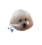 ぽんすけの毎日スタンプ（個別スタンプ：15）