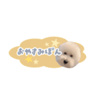 ぽんすけの毎日スタンプ（個別スタンプ：16）