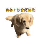 ハナちゃんの毎日使えるスタンプ（個別スタンプ：1）
