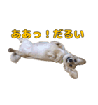 ハナちゃんの毎日使えるスタンプ（個別スタンプ：2）
