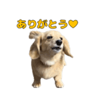 ハナちゃんの毎日使えるスタンプ（個別スタンプ：3）