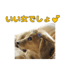 ハナちゃんの毎日使えるスタンプ（個別スタンプ：4）