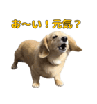 ハナちゃんの毎日使えるスタンプ（個別スタンプ：5）