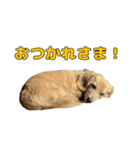 ハナちゃんの毎日使えるスタンプ（個別スタンプ：6）