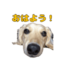 ハナちゃんの毎日使えるスタンプ（個別スタンプ：7）