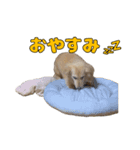 ハナちゃんの毎日使えるスタンプ（個別スタンプ：8）