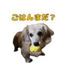 ハナちゃんの毎日使えるスタンプ（個別スタンプ：9）