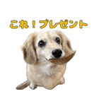 ハナちゃんの毎日使えるスタンプ（個別スタンプ：11）