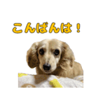 ハナちゃんの毎日使えるスタンプ（個別スタンプ：12）
